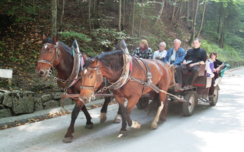 Egal ob mit Bus, Zug oder Fiaker, kommt mit nach Wien und unterstützt unseren Verein
