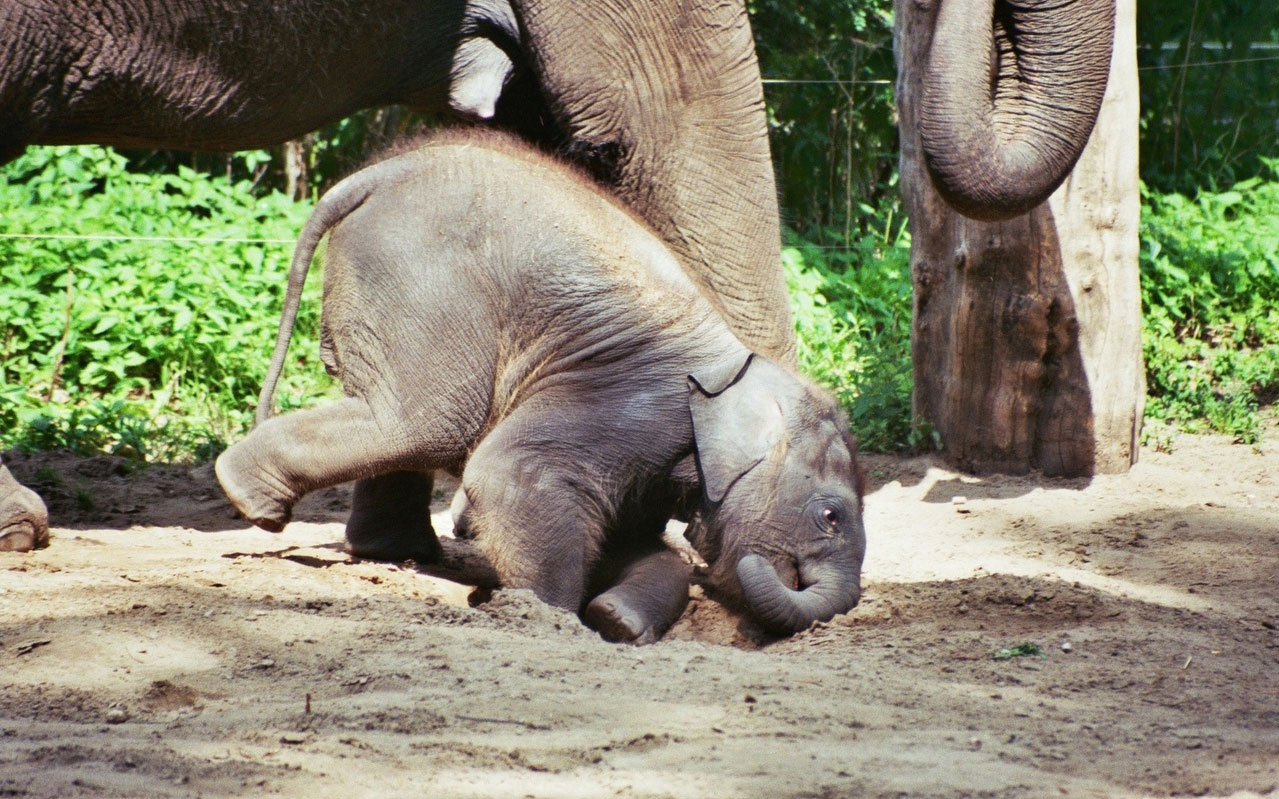 Horton hears a… WHO?!